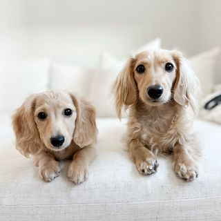 wilbur and palmer | long haired miniature dachshunds