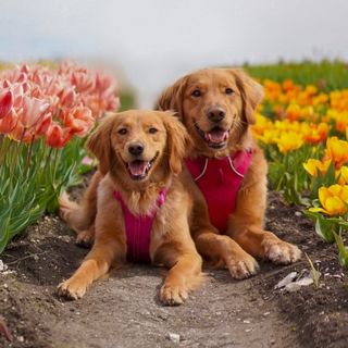 Winniethegoldenpupper