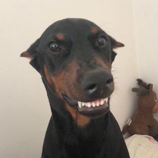 Ares thedoberman