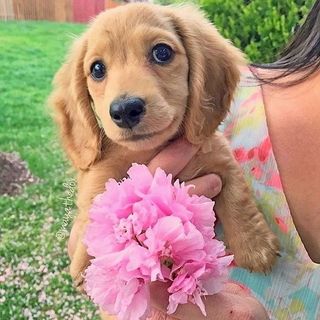 M A Y A the Mini Dachshund
