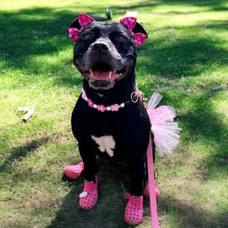 Akira The Black “Pit Bull”