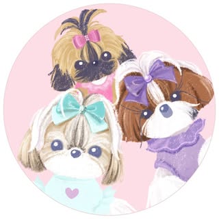 Tinkie, Bardot & Keaton - Tiny Shih Tzus